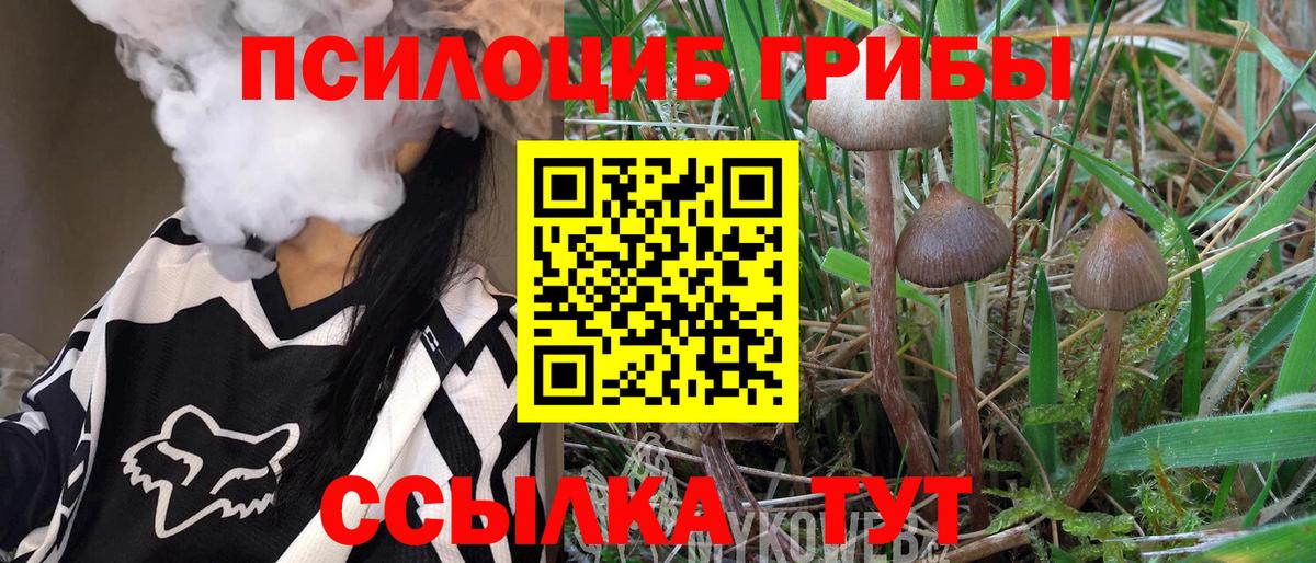 Галлюциногенные грибы Psilocybine cubensis Волжский